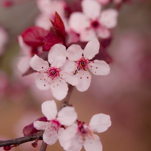 Le Souffle de la Fleur 
