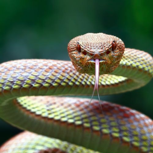 Le Souffle du Serpent