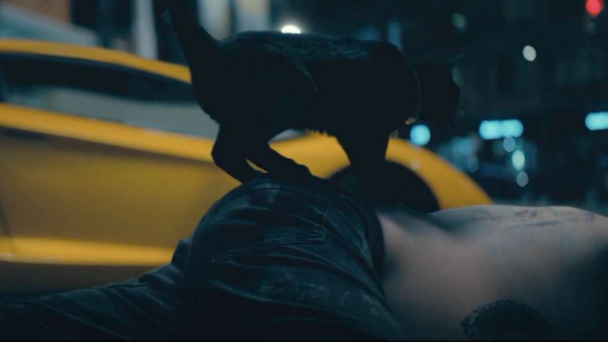 Hanté par un chat noir