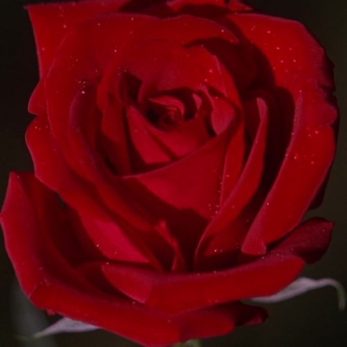 La rose
