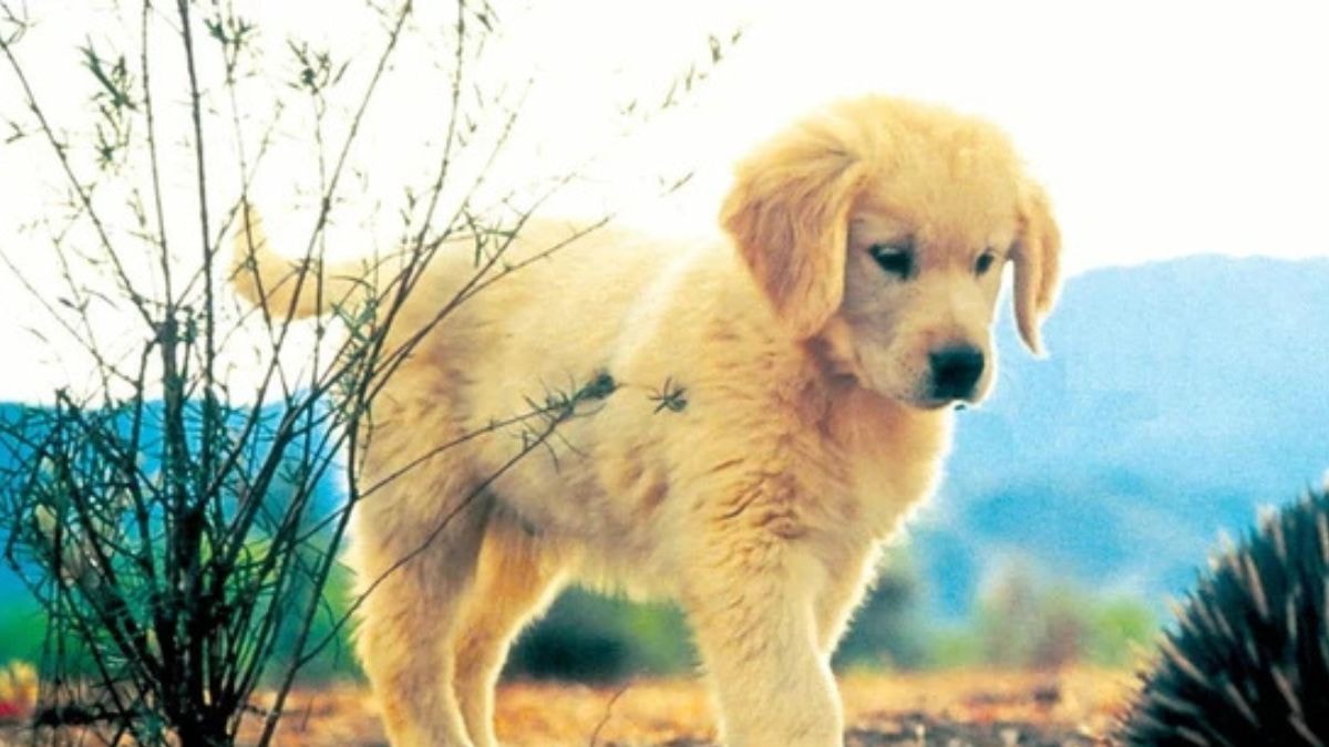 © CTV International