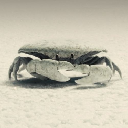 Le crabe de l'au-delà