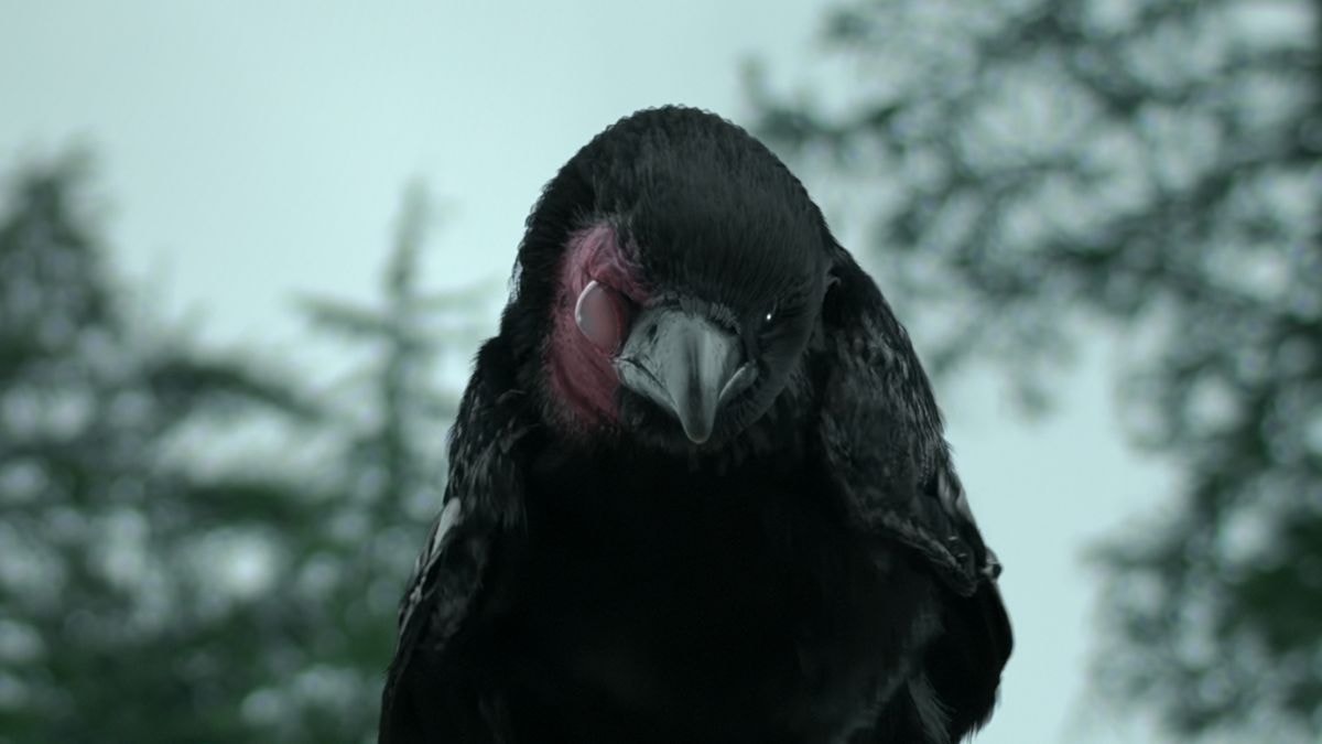 Attaqué par des corbeaux